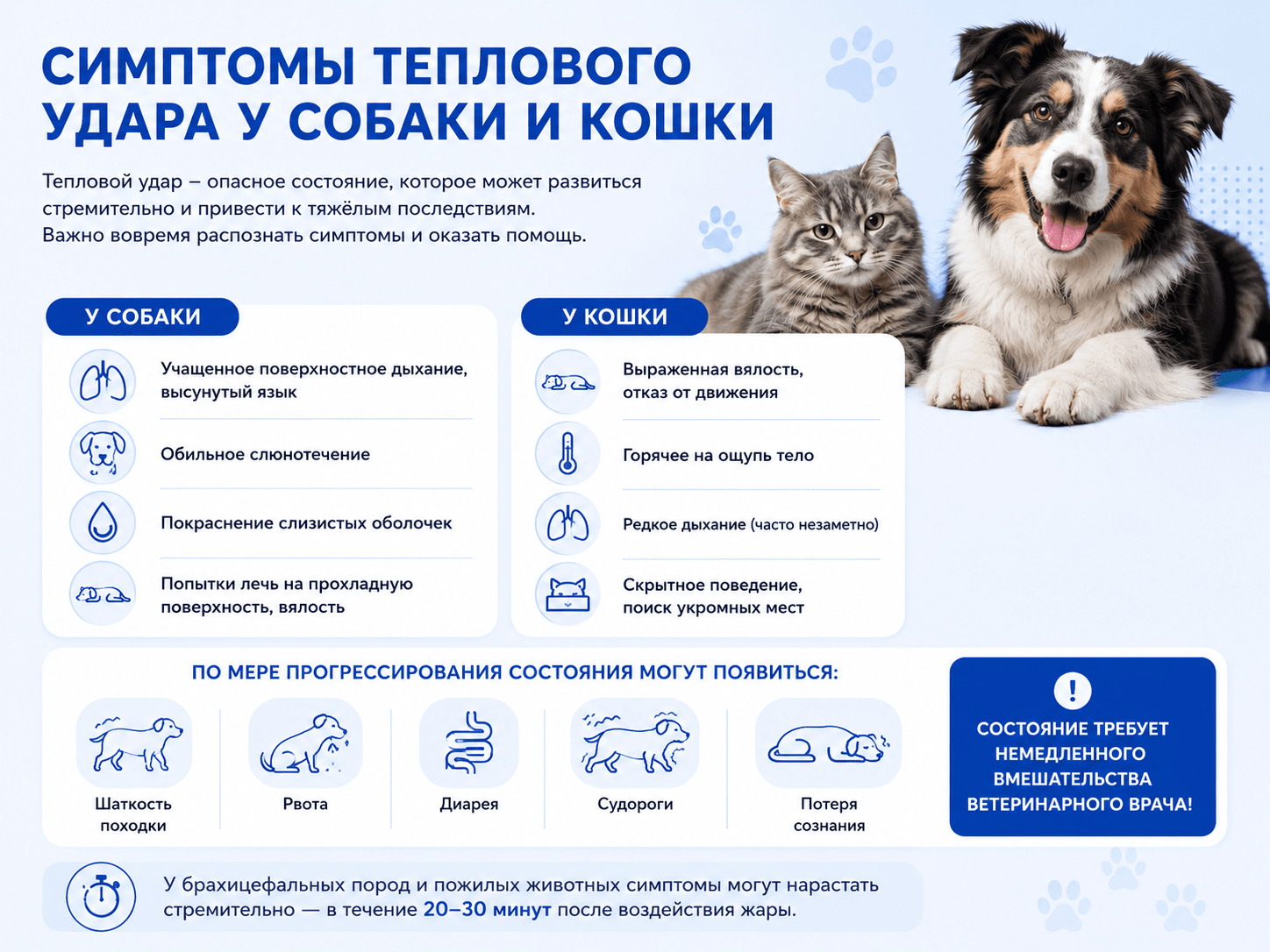 симптомы теплового удара у животоных