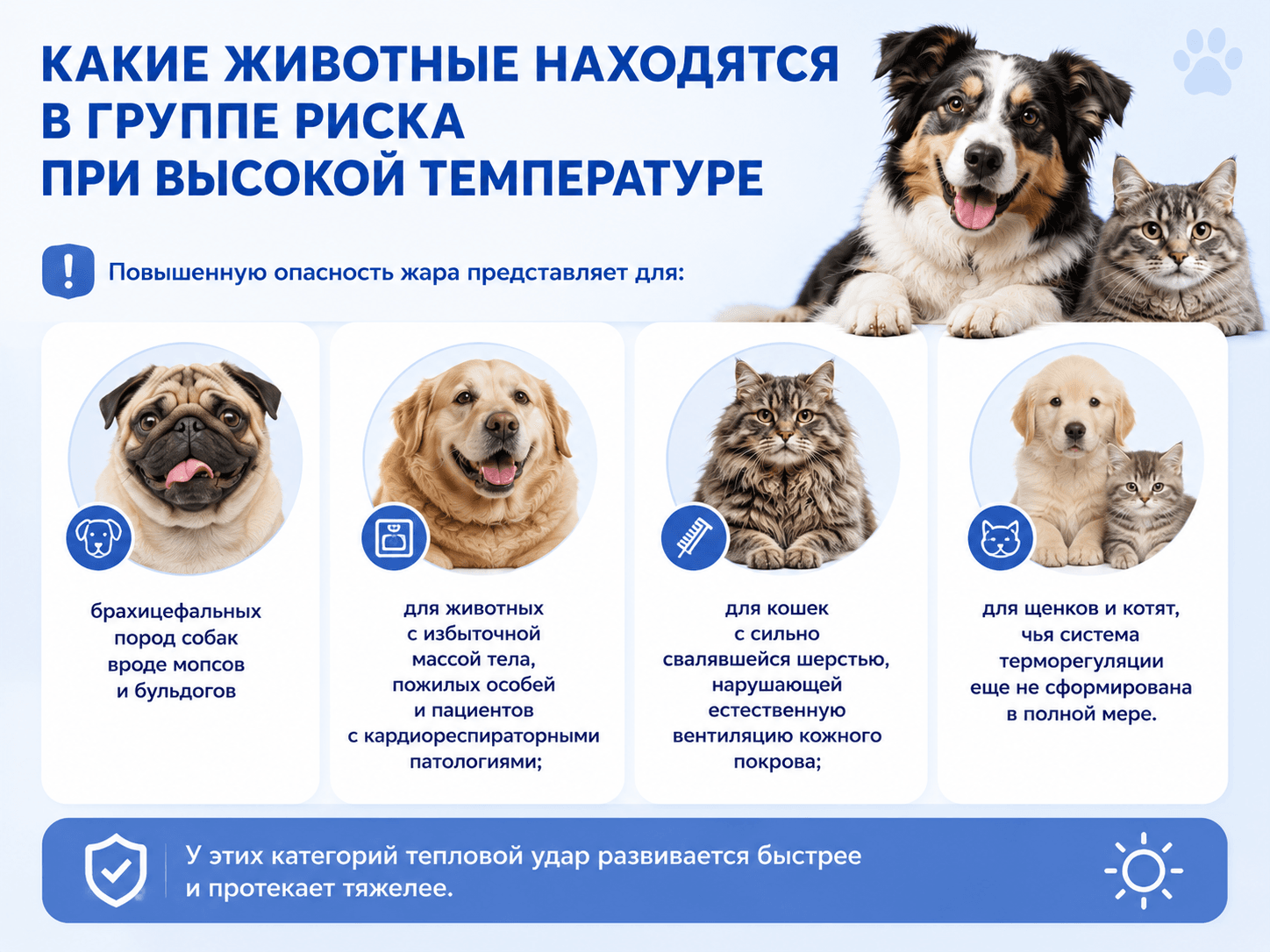 Тепловой удар у кошки и собаки