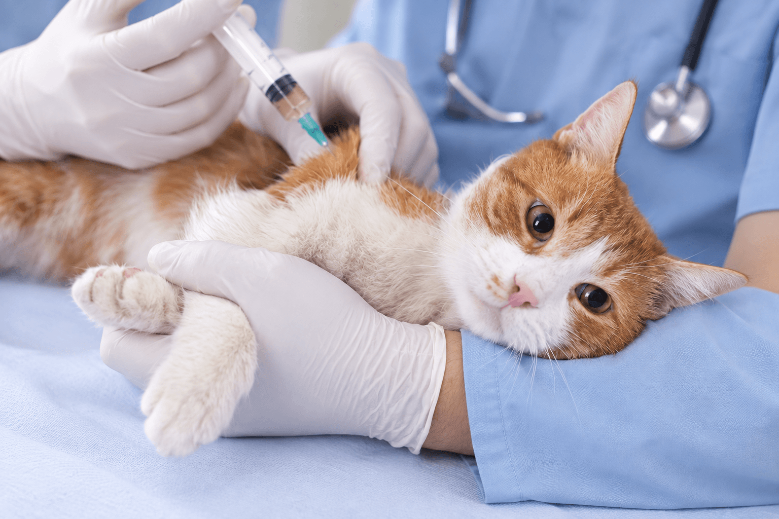 Прививка коту