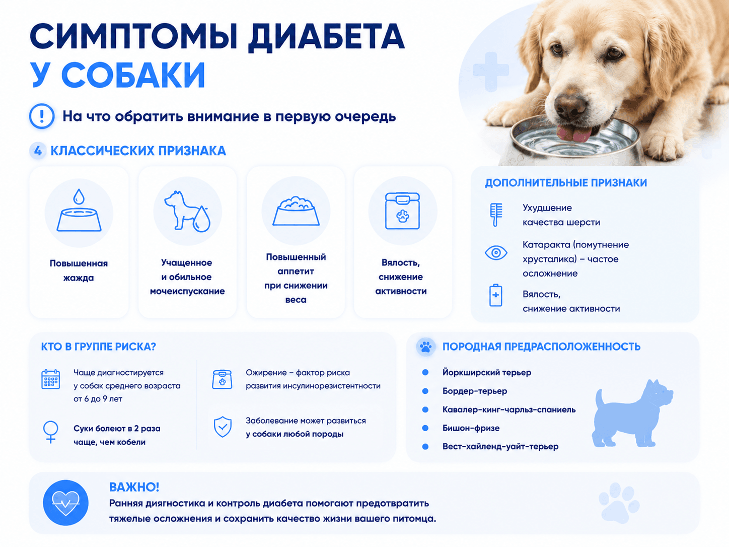 Симптомы диабета у собаки