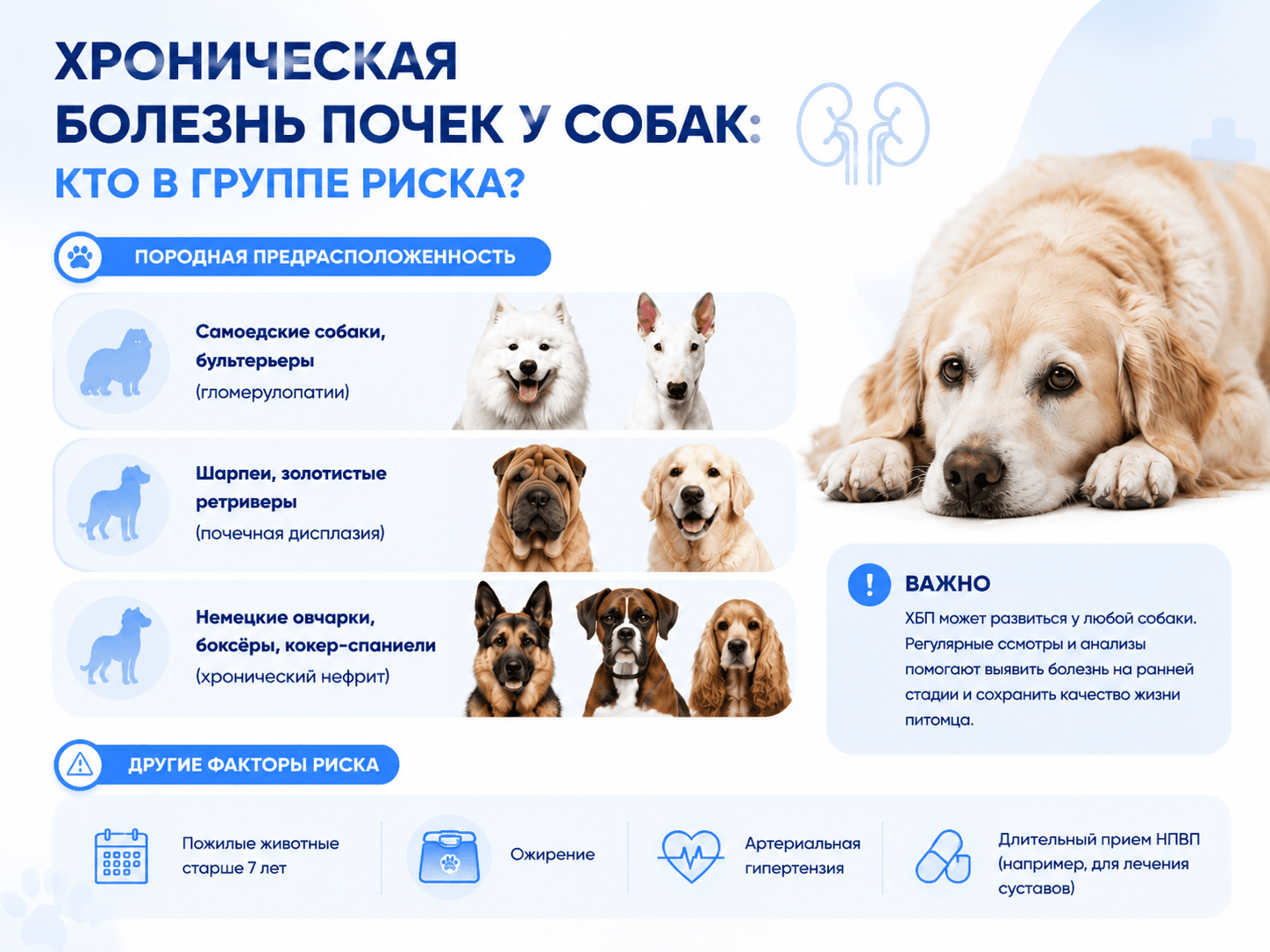Болезнь почек у собак